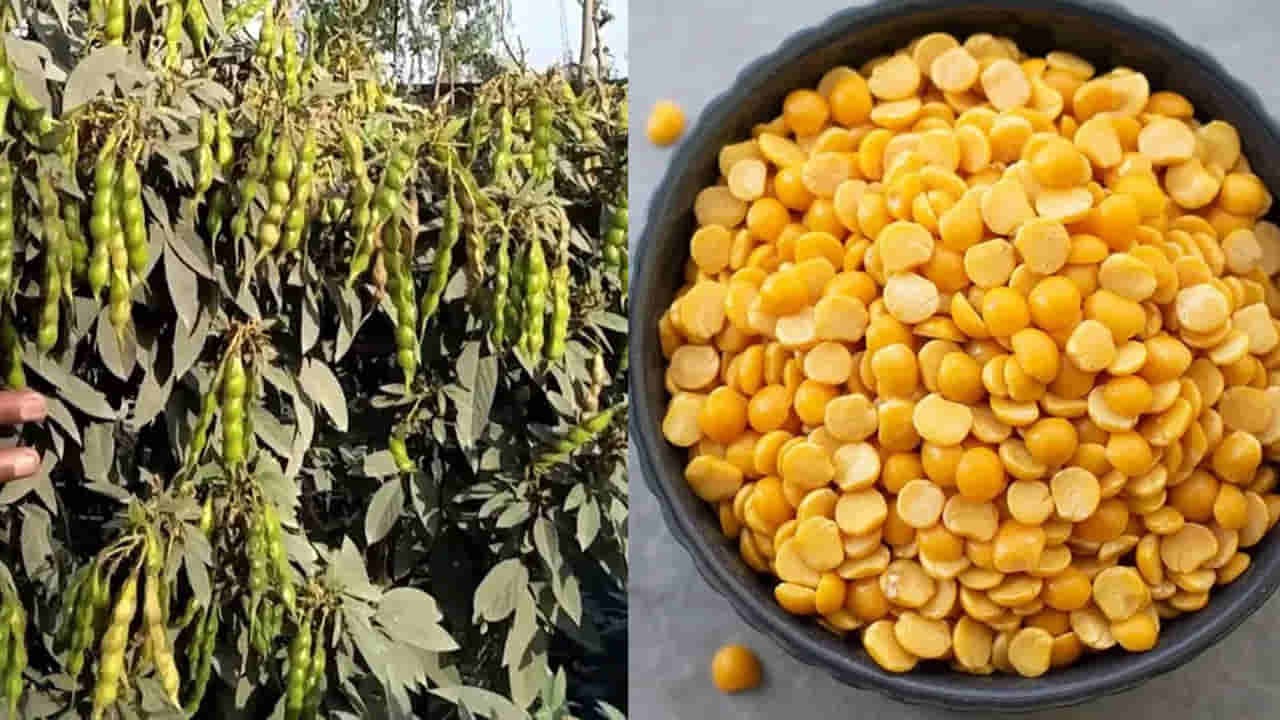 కందిపప్పు వీరికి విషంతో సమానం.. ఎవరు దీనికి దూరంగా ఉండాలో తెలుసుకోండి..