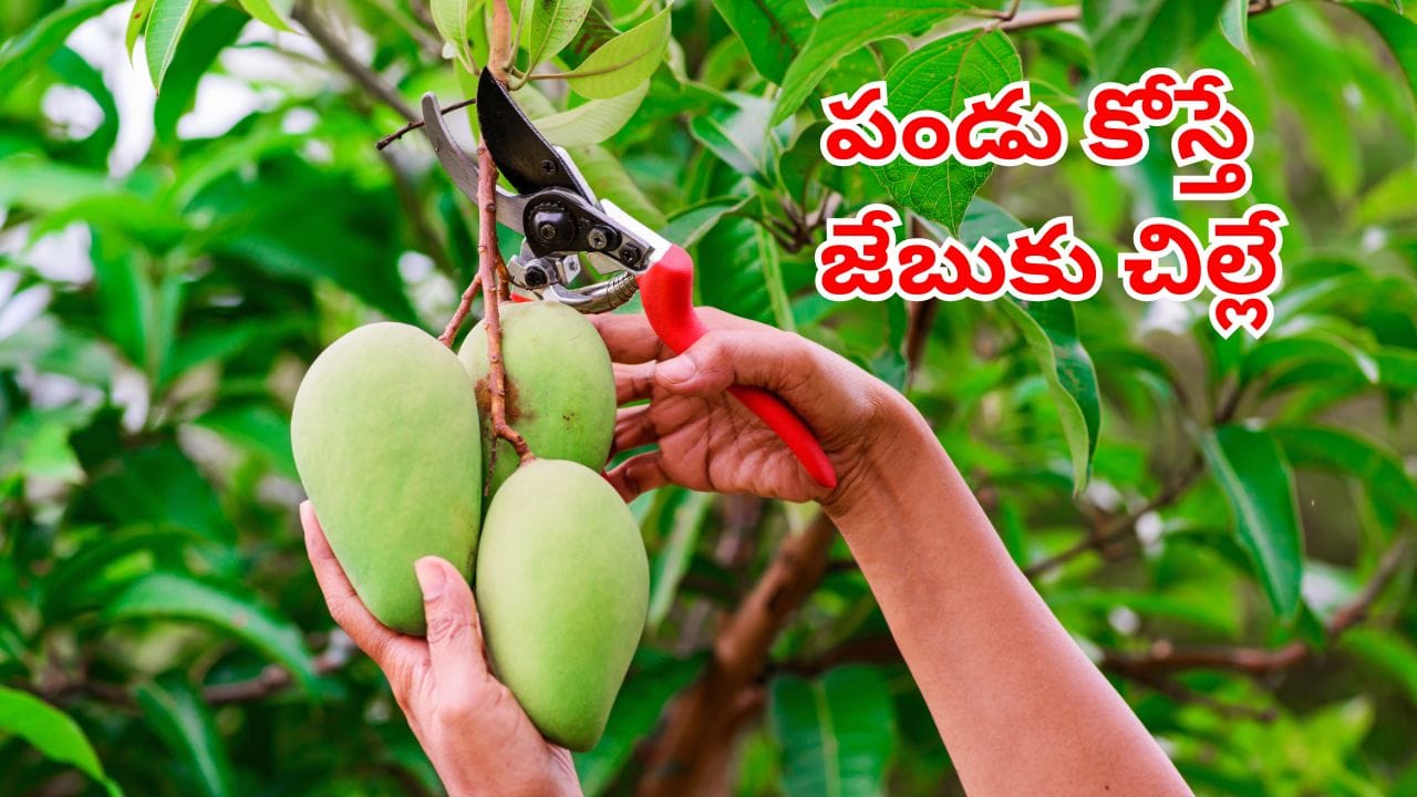 Viral: మామిడి కోయడమే కాదు.. రాలిన పండు తీసుకున్నా.. రూ.35లక్షల జరిమానే! ఎక్కడంటే?