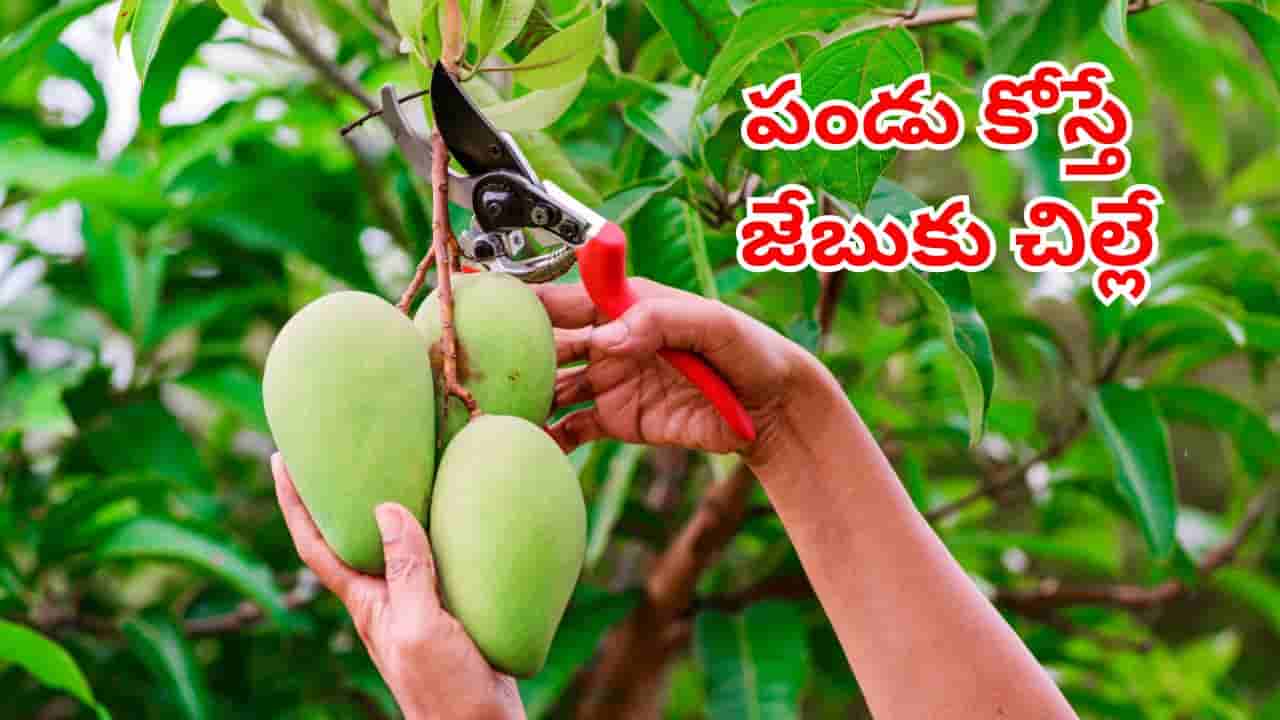Viral: మామిడి కోయడమే కాదు.. రాలిన పండు తీసుకున్నా.. రూ.35లక్షల జరిమానే! ఎక్కడంటే?