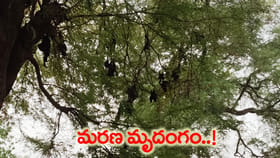 అరణ్యంలో పక్షుల మృత్యుఘోష.. భయాందోళనల్లో జనం!