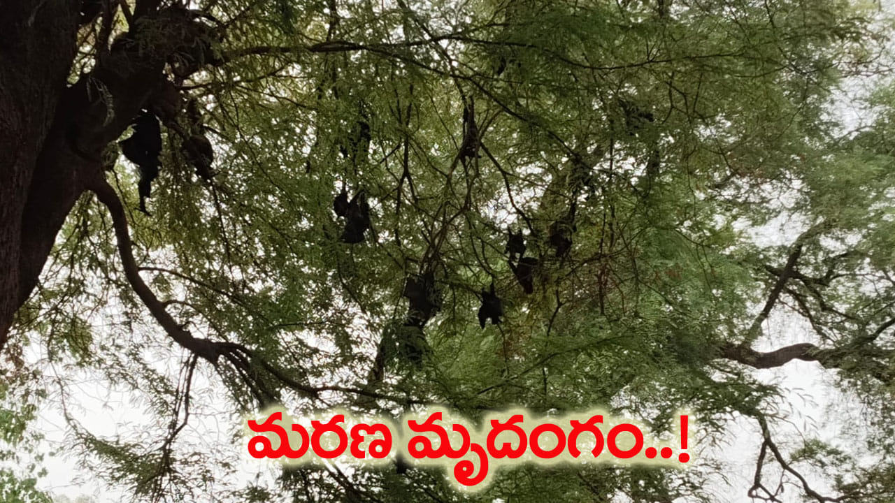 వామ్మో..! నేలరాలుతున్న వందలాది గబ్బిలాలు.. భయంతో వణికిపోతున్న జనం..!