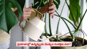 ప్రయాణాల్లో ఉన్నప్పుడు మొక్కల సంరక్షణ ఎలా?
