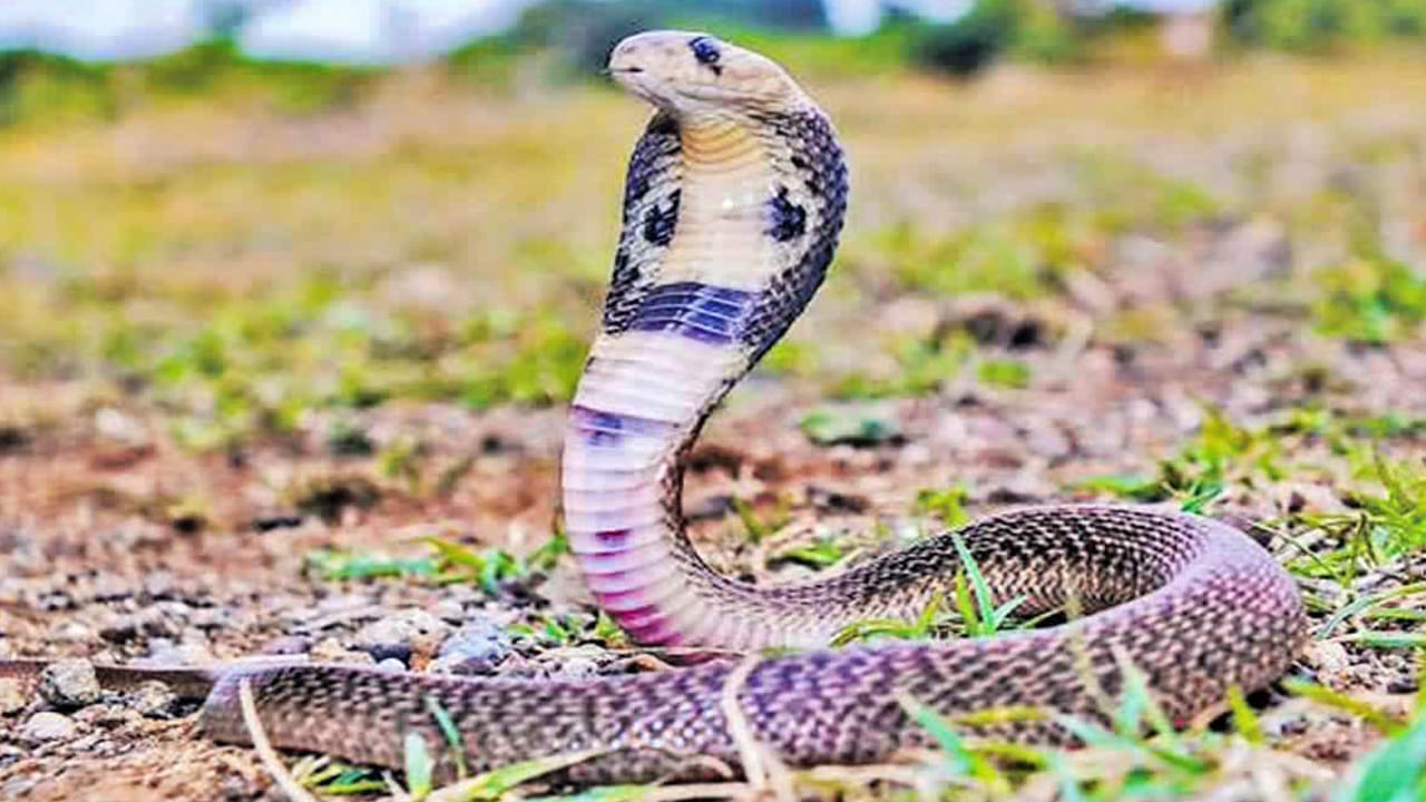 పాము ఎలాంటి సమయంలో తనను తాను కరుచుకుంటుంది అంటే.  ప్రకృతిలో పాము దాక్కోవడానికి, వేరు ప్రదేశాలకు వెళ్లడానికి వాతావరణ పరిస్థితుల బట్టి ఉంటుంది. అయితే కొన్ని సార్లు వాతావరణం మార్పుల వలన సరైన ఆహారం తీసుకోకపోవడం జరుగుతుంది. కొన్ని సార్లు అధికశబ్ధం, ఎక్కువ కాంతి వంటి సమస్యల వలన అది ఒత్తిడికి గురి అవుతుంది. ఇలాంటి సమయంలో పాము అటు, ఇటు తిరిగి, దాక్కోవడం, ఆహారం కోసం వేటకు వెళ్లకపోవడం చేస్తుంది. పాము ప్రవర్తనలో చాలా మార్పులు వస్తాయి. అయితే ఇలా అది ఎక్కువ ఒత్తిడికి లోను అయిన సమయంలో అది కొన్ని సార్లు తనను తానే కాటు వేసుకుంటుందంట.
