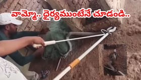 అదే పనిగా అరుస్తున్న కోళ్లు.. ఏంటా అని చూడగా..