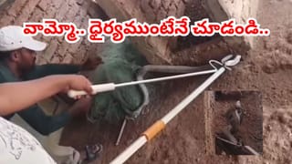 అదే పనిగా అరుస్తున్న కోళ్లు.. ఏంటా అని చూడగా.. వామ్మో 5 అడుగులు.. గుండె ఆగేంతపనైంది..