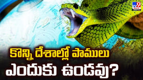 కొన్ని దేశాల్లో పాములు ఎందుకు ఉండవు ??