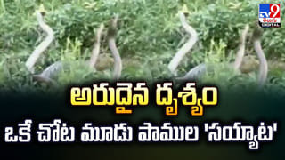 500 బ్రెడ్‌లతో భారీ డ్రెస్.. బేకరీ ప్రమోషన్ కోసం నటి వినూత్న ప్రయోగం