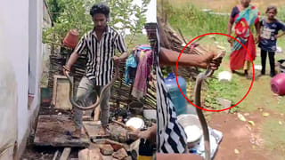 కప్పల నుండి విషాన్ని దొంగిలించే వింత పాము.. దాని భయంకర ప్లాన్‌ వింటే షాక్‌ అవుతారు!