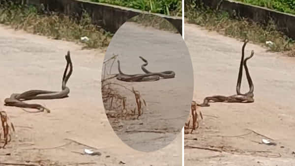 పె.. ద్ద.. ప్లానే.. సాయంత్రం సరదగా రోడ్డుపై వెళ్తుండగా ఊహించని సీన్.. నడి రోడ్డుపై..