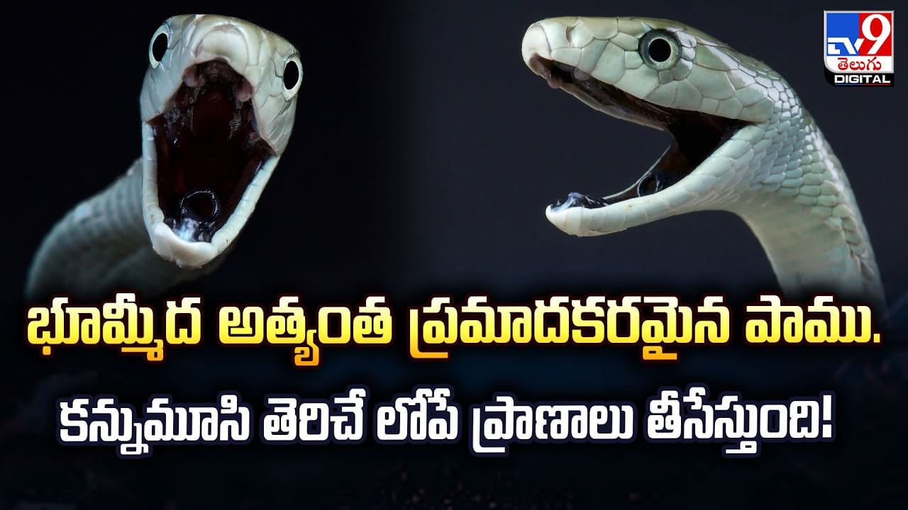 భూమ్మీద అత్యంత ప్రమాదకరమైన పాము.. కన్నుమూసి తెరిచే లోపే ప్రాణాలు తీసేస్తుంది!