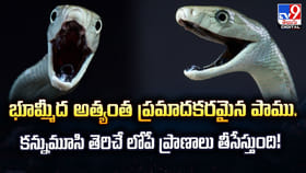 భూమ్మీద అత్యంత ప్రమాదకరమైన పాము..