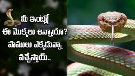 మీ ఇంటి పెరట్లో ఈ మొక్కలు ఉన్నాయా? పాములు ఎక్కడున్న వచ్చేస్తాయ్‌