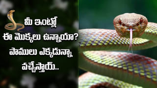 ఆఫ్ట్రాల్ నక్క అనుకోవద్దు.. భూమి అయస్కాంత శక్తిని గుర్తించి వేటాడే గుణం దీని సొంతం