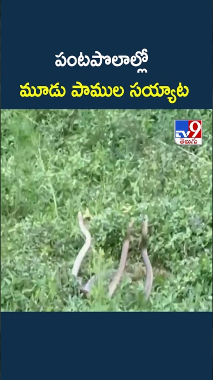 Snakes Dance: పంటపొలాల్లో మూడు పాముల సయ్యాట.. ఇదిగో వీడియో