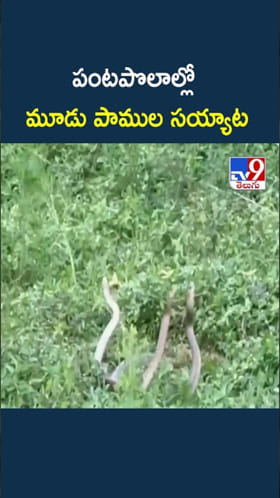 Snakes Dance: పంటపొలాల్లో మూడు పాముల సయ్యాట.. ఇదిగో వీడియో