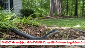 వేసవిలో ఈ జాగ్రత్తలు తీసుకోకపోతే మీ ఇంటికి పాములు క్యూ కడతాయ్