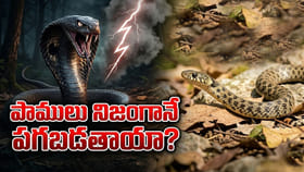 పాములు నిజంగానే పగబడతాయా?.. మానవులను ఆశ్చర్య పరిచే..