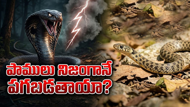 పాములు నిజంగానే పగబడతాయా?.. మానవులను ఆశ్చర్య పరిచే..