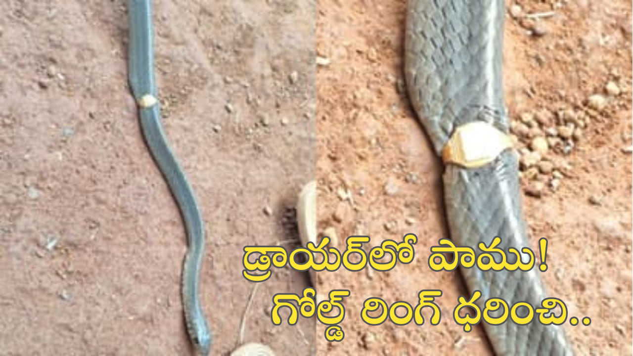 గోల్డ్‌ రింగ్‌ ధరించిన పాము.. ఎంగేజ్మెంట్‌ అయిందేమోనని నవ్వకండి! విషయం ఏంటంటే?