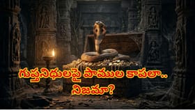 గుప్తనిధులపై పాములు నిజంగానే కాపలాగా ఉంటాయా, నిజమా? కేవలం అపోహేనా