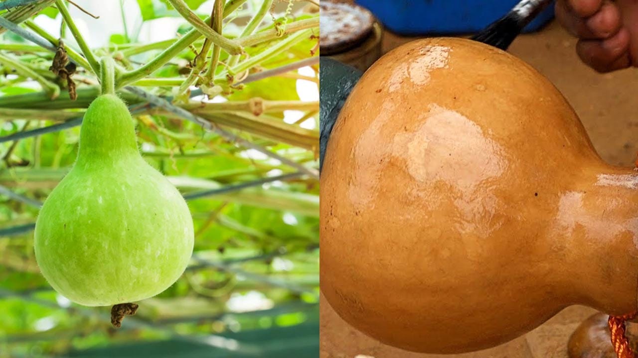 ఈ బుర్రలో నీళ్లు ఎందుకు చల్లగా ఉంటాయంటే? ఈ సొరకాయ బుర్రలో లోపల మొత్తం చల్లగా ఉంటుంది. ఇంకా దీనిలో పోసిన నీరు సహజంగానే నెమ్మది నెమ్మదిగా చల్లబడుతుంది. అంటే, మట్టికుండల్లాగా.. ఒకసారి నీళ్లు పోస్తే సహజ ప్రక్రియ వలెనే ఇవి కూల్గా అవుతాయి. ఇంకా పూర్వకాలంలో రైతులు , కూలీలు ఇంకా ఎంతో మంది దీనిని వాడేవారు