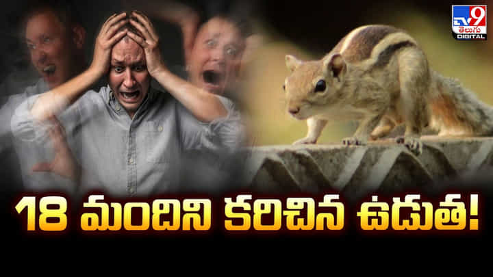 Squirrel: యూనివర్సిటీలో 18 మందిని కరిచిన ఉడుత !! Squirrel: యూనివర్సిటీలో 18 మందిని కరిచిన ఉడుత !!
