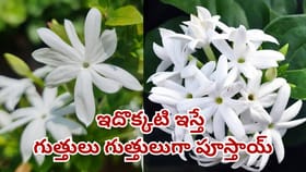 మల్లె మొక్క చిన్నదైనా విపరీతంగా పూలు పూయాలంటే..?