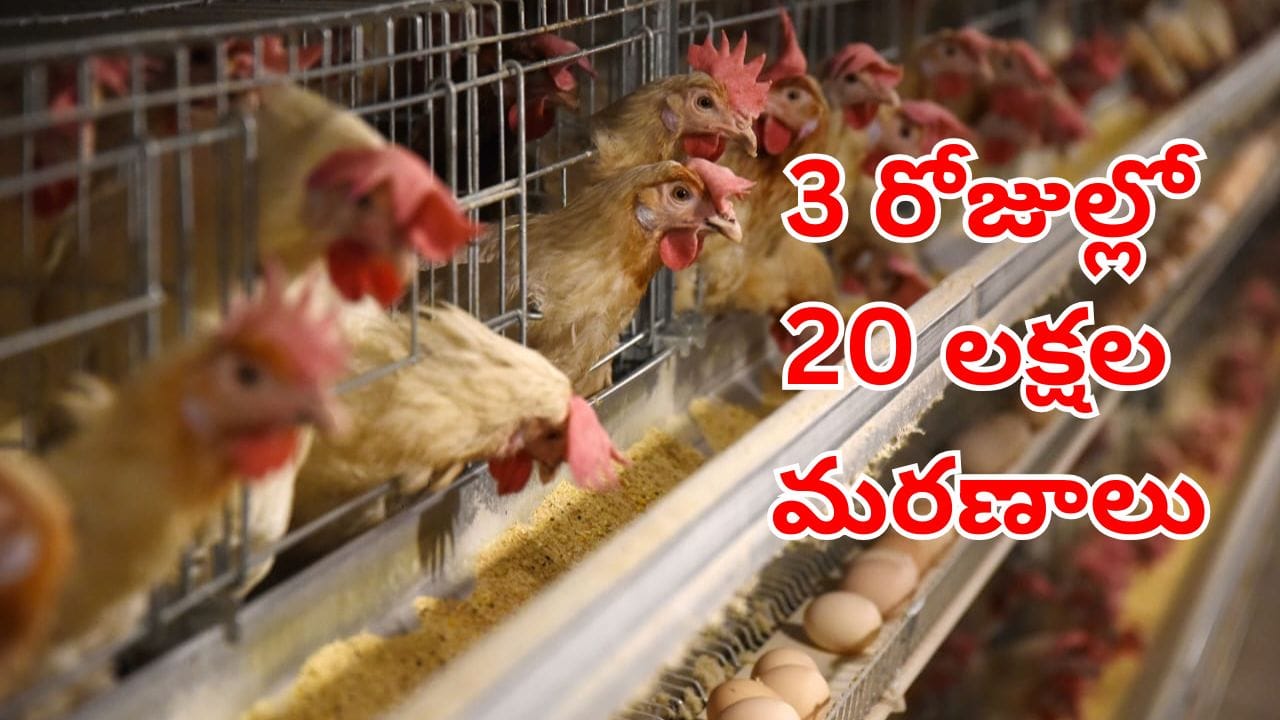సమ్మర్‌లో కోళ్ల మరణానికి కారణం ఇదేనట.. చనిపోకుండా ఎలాంటి జాగ్రత్తలు తీసుకోవాలంటే?