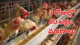 సమ్మర్‌లో కోళ్లు ఎక్కువగా చనిపోతున్నాయా?.. ఈ టిప్స్ పాటిస్తే