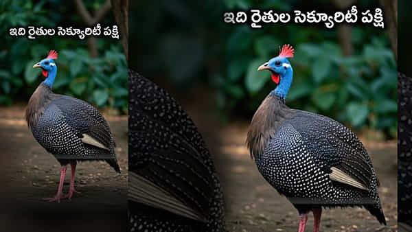 రైతులకు సాయం చేయడమే కాదు.. పొలాన్ని కాపాడే పక్షి.. ఎలానో మీరూ చూడండి