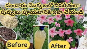 మందారం మొక్క గుత్తులు గుత్తులుగా పూయాలా.?