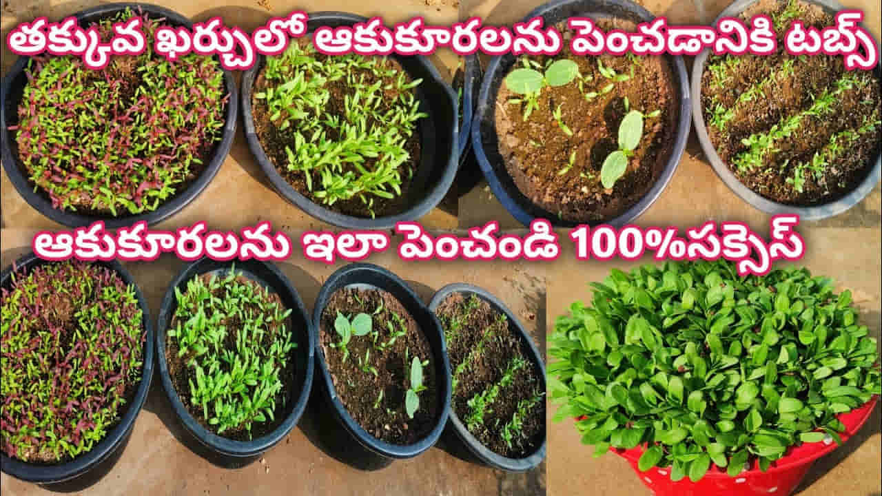 తక్కువ ఖర్చుతో ఆకుకూరలను టెర్రస్పై ఇలా పెంచుకోవచ్చు..