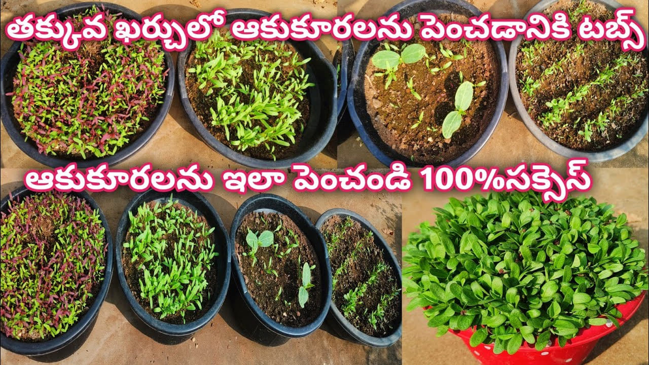 తక్కువ ఖర్చుతో ఆకుకూరలను టెర్రస్పై ఇలా పెంచుకోవచ్చు..