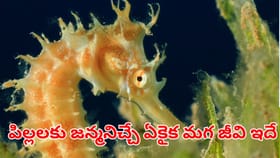 ఈ విశ్వంలో పిల్లలకు జన్మనిచ్చే ఏకైక మగ జంతువు ఏదో మీకు తెలుసా?