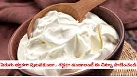 పెరుగు త్వరగా పులవకుండా.. గడ్డలా ఉండాలంటే ఈ చిట్కా పాటించండి