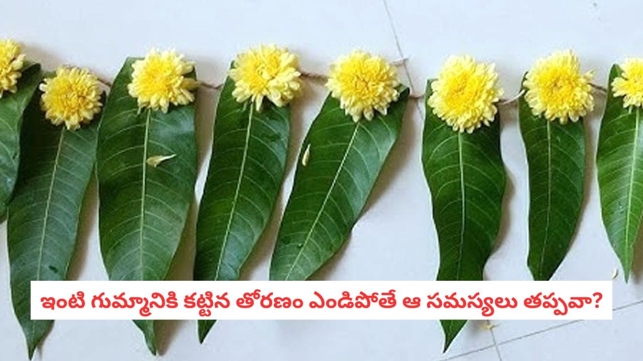 Vastu Tips: ఇంటి గుమ్మం దగ్గర ఎండిపోయిన తోరణం అలాగే వదిలేస్తున్నారా? వాస్తు శాస్త్రం ఏం చెబుతోంది?