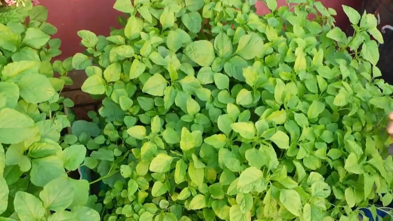 ప్రయోజనాలు: మొక్కలు నాటిన దాదాపు 15 రోజుల తర్వాత, అవి కోతకు సిద్ధంగా ఉంటాయి. 30 రోజుల్లోపు మనం మొదటి కోతను హార్వెస్ట్ చేసుకోవచ్చు. కోత సమయంలో, కాండాలను సగం వరకు కట్ చేసుకుంటే, పక్కనుంచి మళ్ళీ కొత్త చిగుర్లు వచ్చి పెరుగుతాయి. విత్తనాలను సేకరించాలనే ఆసక్తి ఉంటే, కొన్ని మొక్కలను అలాగే పెంచి వాటి నుండి విత్తనాలను సేకరించవచ్చు.