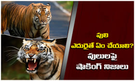 పులి ఎదురైతే ఏం చేయాలి? నిజంగా మనుషులను తింటాయా? షాకింగ్‌ నిజాలు
