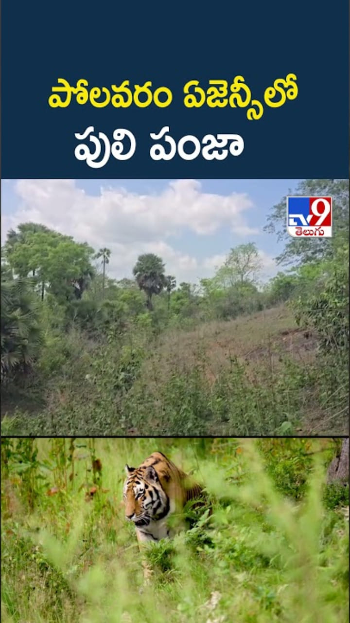 పోలవరం ఏజెన్సీలో పులి పంజా.. గజగజ వణికిపోతున్న జనం