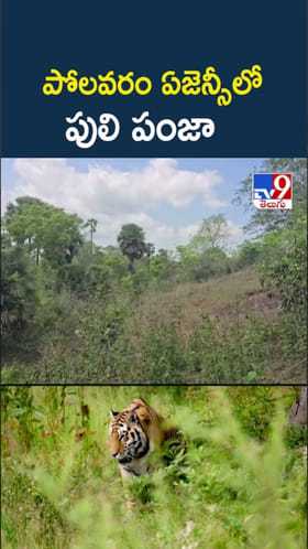 పోలవరం ఏజెన్సీలో పులి పంజా.. గజగజ వణికిపోతున్న జనం