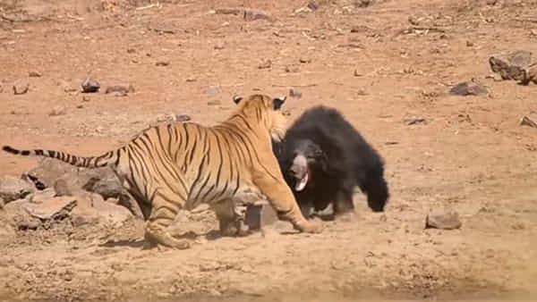 Tiger vs Bear: ఎలుగుబంటి, పులి పోట్లాటకు దిగితే నెగ్గేది ఎవరు..?