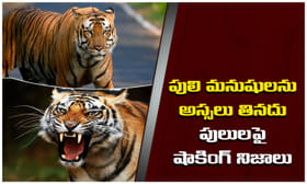 పులి ఎదురైతే ఏం చేయాలి? నిజంగా మనుషులను తింటాయా? షాకింగ్‌ నిజాలు
