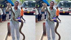 స్నేక్ క్యాచర్‌కే చుక్కలు చూపించిన బిగ్‌ పైథాన్