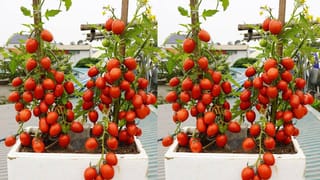 పాలు, పెరుగు కలిపి తింటే ఏమవుతుంది..? ఓర్నాయనో.. పెద్ద కథే ఉందిగా..