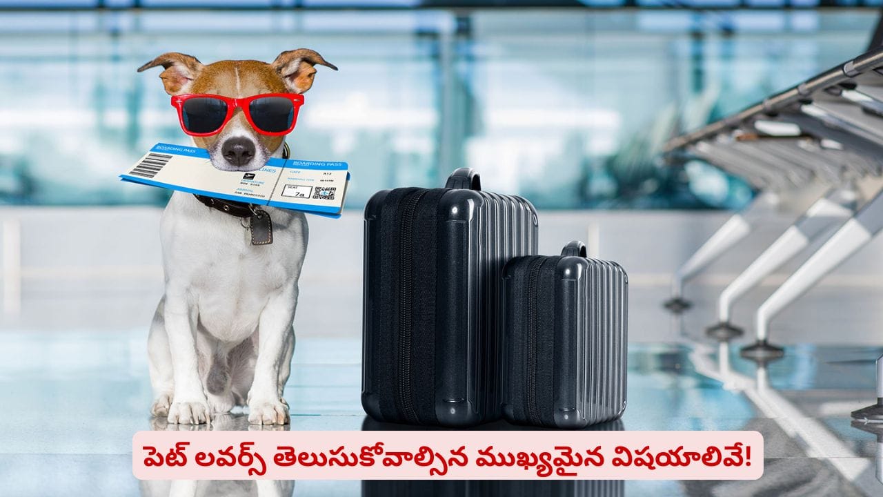 పెంపుడు జంతువుతో కలిసి టూర్‌ వెళ్తున్నారా? ఈ జాగ్రత్తలతో జర్నీ సూపర్ హిట్