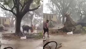 మూగజీవి కోసం ప్రకృతి ప్రళయాన్ని ఎదిరించిన మహిళ!
