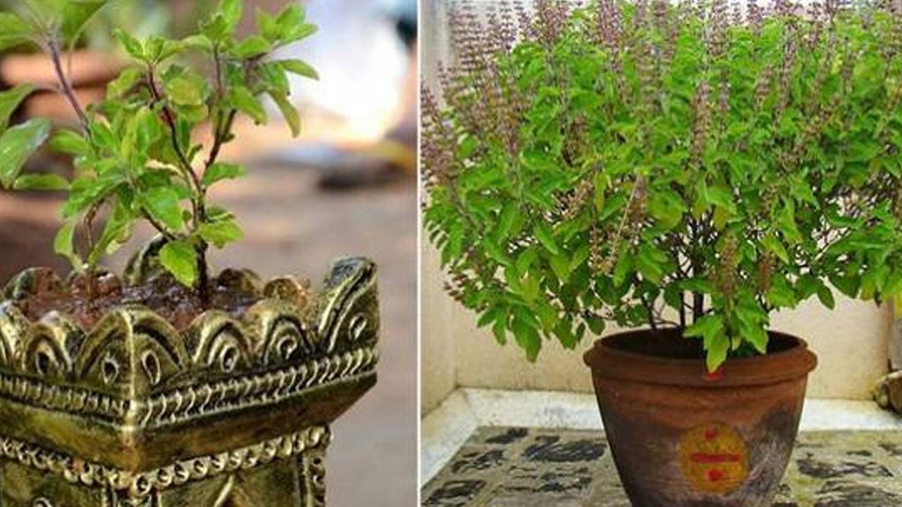 తులసి గింజలు ఇలా చల్లాలి?  మీరు ముందుగా మంచి తులసి గింజలను ఎంచుకోవాలి. వాటిని పెద్ద కుండీల్లో వేసి ఎర్రమట్టి, కంపోస్ట్ కలిపిన మిశ్రమాన్ని కూడా దీనిలో వెయ్యాలి. ఆ తరవాత గింజలను ఒక దగ్గర కాకుండా కొంచం కొంచం  గ్యాప్ ఇచ్చి చల్లాలి. అలాగే,  మరి చాలా లోతుగా కూడా వీటిని అస్సలు పూడ్చకూడదు. ఇంకా ఈ గింజలపై కొంచం మట్టి వెయ్యాలి. 