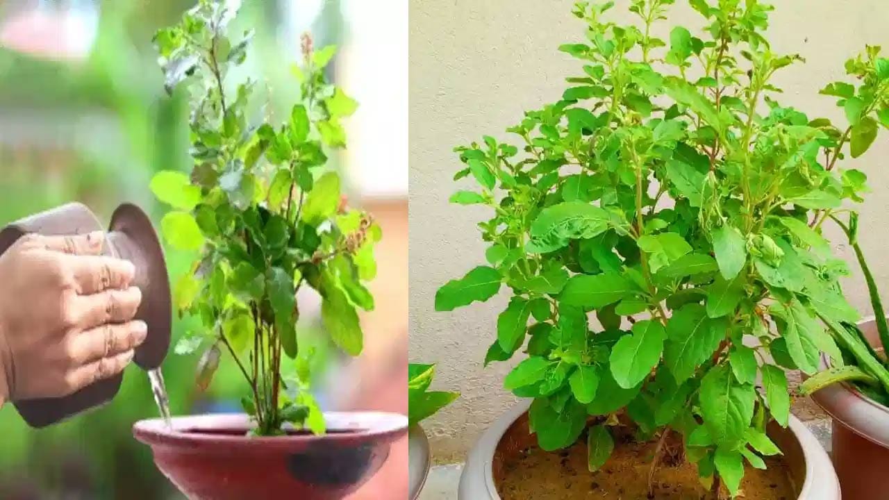 దీనికి గల ప్రధాన కారణాలు ఇవే.. చింత చెట్టు చాలా పెద్దగా బరువైనదిగా ఉంటుంది. ఇంకా ఈ తులసి మొక్కకు అవసరమైన సూర్య కిరణాలను కూడా అడ్డుకుంటుంది. దీని వలన తులసి ఆగ్రహంతో ఊగిపోతోంది ఇలా అసలు చేయకండి. మీరు అంతగా చింత చెట్టును పెంచాలి అనుకుంటే ఇంటికి దూరంగా పెంచండి.