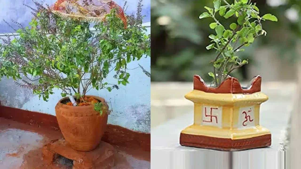 తులసి మొక్క పవిత్రమైనది అలాగే సానుకూల శక్తిని ఇస్తుంది. అయితే చింత చెట్టు బరువు వలన ప్రతికూల ఆలోచనలను సృష్టిస్తుందని వాస్తు నిపుణులు అంటున్నారు. ఇంకా ఇది సంబంధాలపైన కూడా ప్రభావం చూపిస్తుంది . ఈ చింత చెట్టు ఇంట్లో ఉండటం వల్ల భార్యాభర్తలు గొడవలు పడుతూనే ఉంటారు. తొలగించకపోతే పెద్ద వృక్షంతో యముడు అయ్యి కూర్చొంటుంది