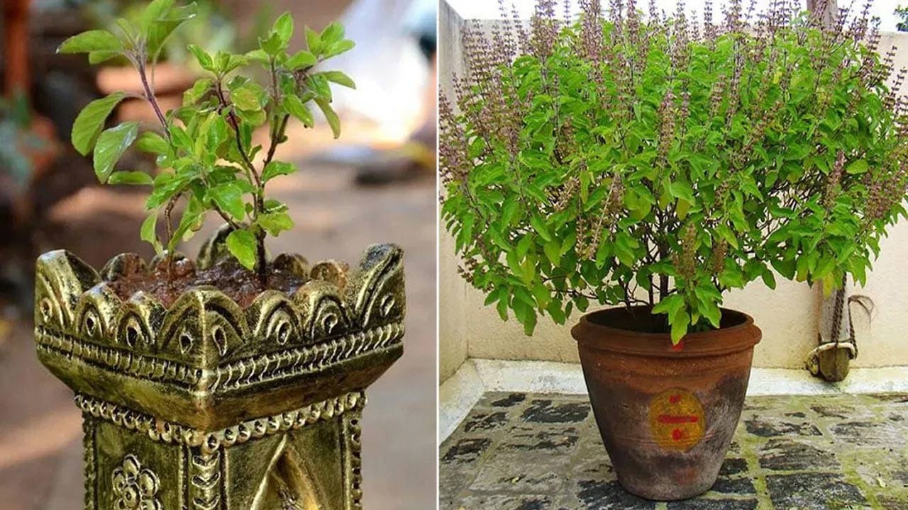 వాస్తు శాస్త్రం ప్రకారం తులసి కోట పక్కన చింత చెట్టు ఉండకూడదు ఇది చాలా ప్రమాదకరం. ఇంకా దీని వలన సమస్యలు ఎక్కువవుతాయి తప్ప అస్సలు తగ్గవు. దీనివల్ల ఇంట్లో ప్రతికూల వాతావరణం ఏర్పడుతుంది. కొందరు పక్కనే పెంచుతారు. దీనిని చిన్న మొక్క అప్పుడే తీసి వేయకపోతే పెద్ద ప్రమాదం పొంచి ఉందని నిపుణులు చెబుతున్నారు.